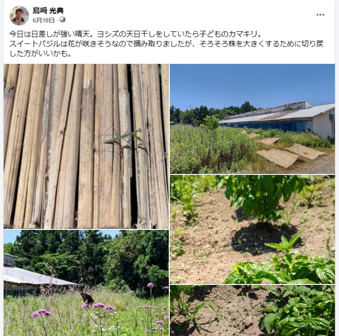 ヨシズの天日干しをしていたら子どものカマキリ-2024-06-19