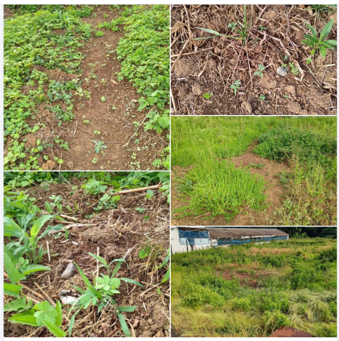 今年は夜勤の警備が1月1日から今でも一日おきなので草刈りができる時間がほとんどないです-2024-06-19