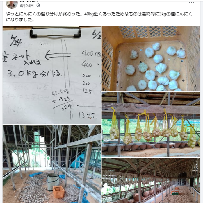 やっとにんにくの選り分けが終わった-2024-06-24