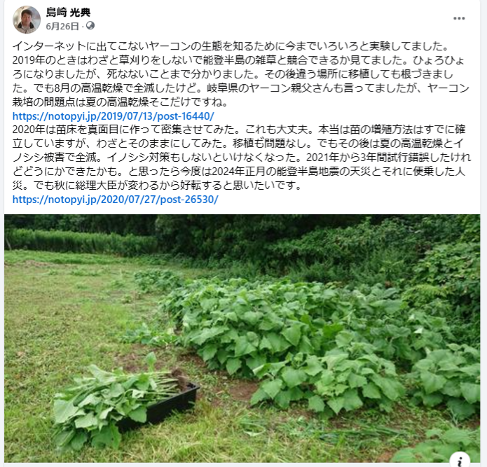 インターネットに出てこないヤーコンの生態を知るために今までいろいろと実験してました-2024-06-26