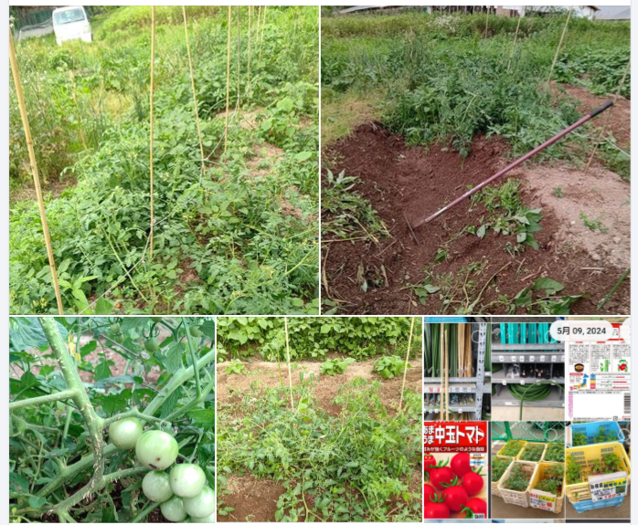 今年は全然畑仕事ができないので、雑草だらけになった-2024-06-26