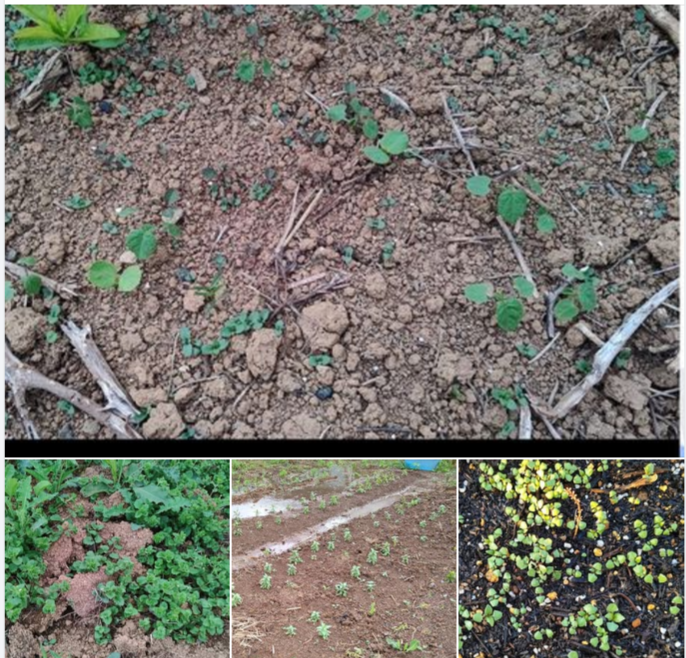 早春の雑草のオオイヌノフグリかその仲間のような気がする-2024-06-27