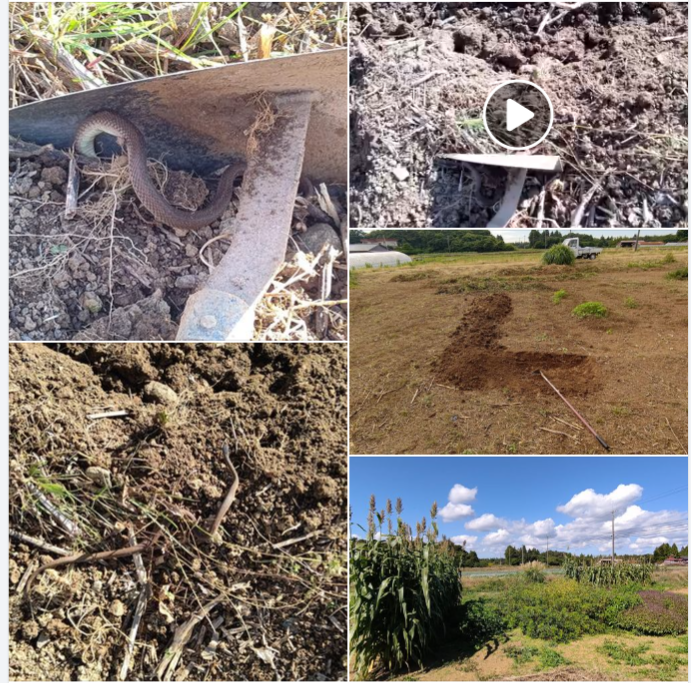 ホーリーバジル用のうねを作っていたら、ヘビの子どもが土の中から出てきた-2024-06-28