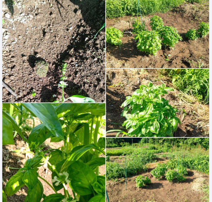 今年栽培2年目のスイートバジルです-2024-06-29