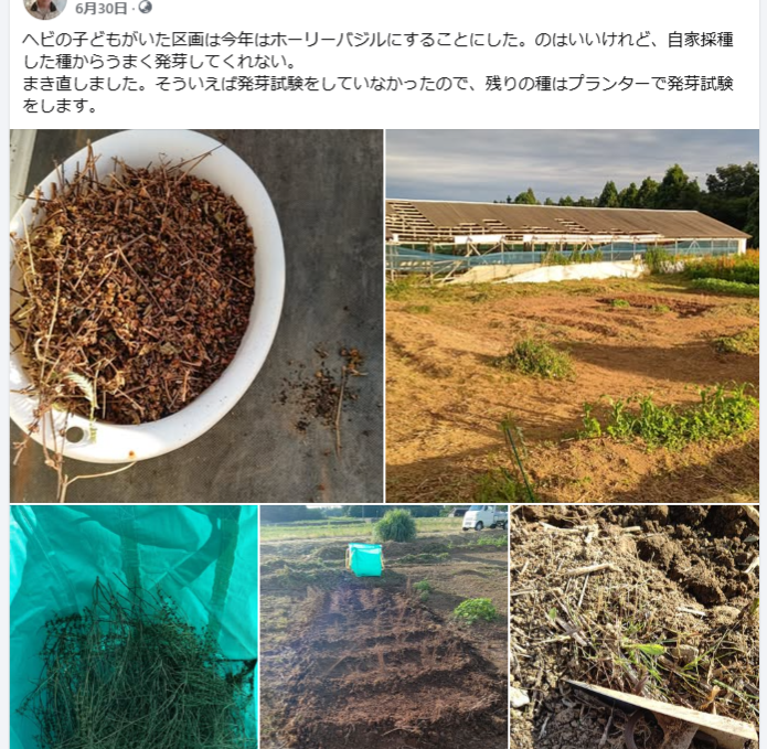 ヘビの子どもがいた区画は今年はホーリーバジルにすることにした-2024-06-30