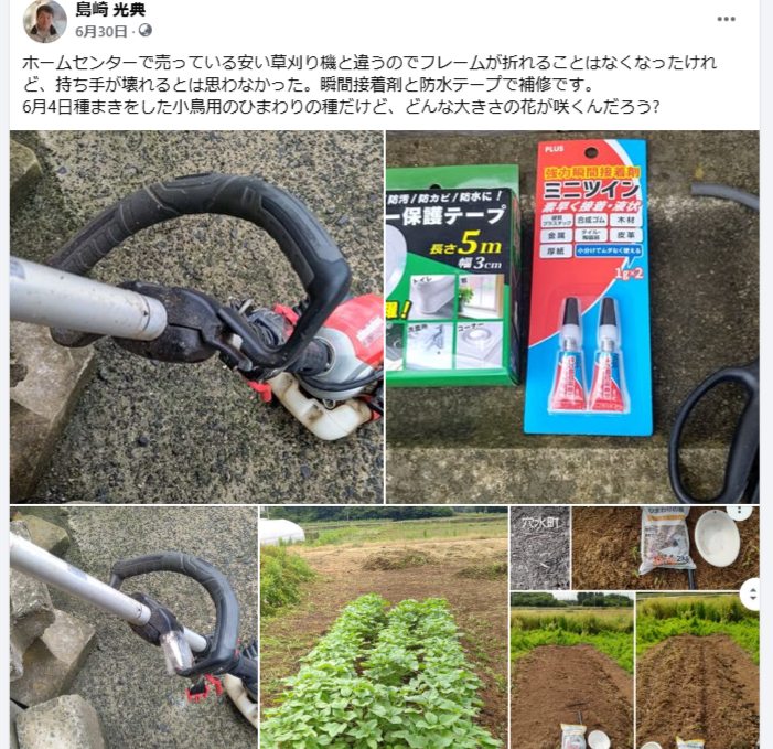 6月4日種まきをした小鳥用のひまわりの種だけど、どんな大きさの花が咲くんだろう?-2024-06-30