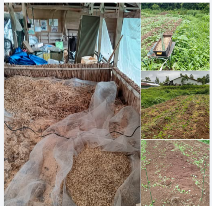 たしか2年前に自家採種していたペット用猫草で売られているエンバクの種です-2024-07-01