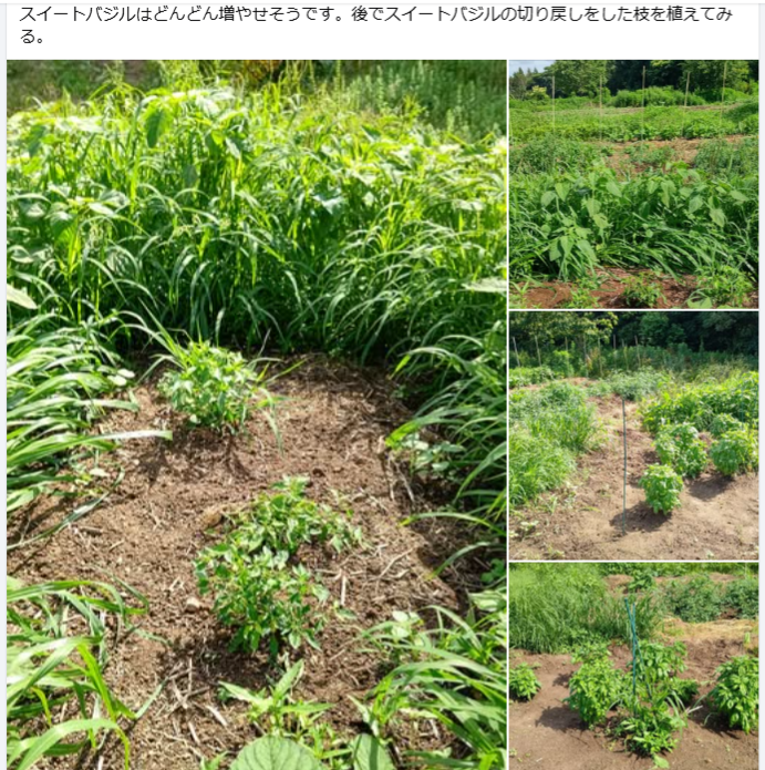 どういうわけかトウガラシの苗だけ被害にあう-2024-07-01