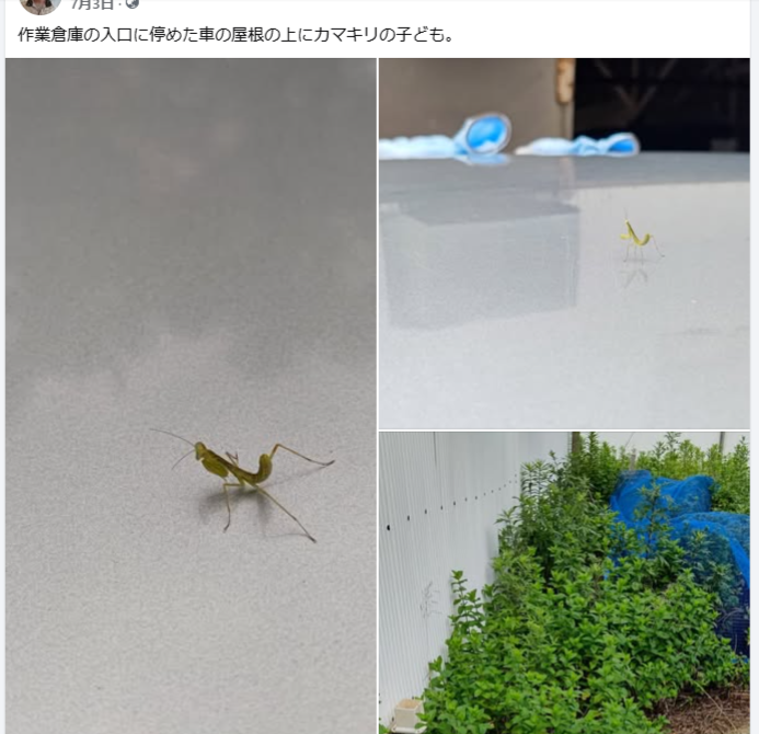 作業倉庫の入口に停めた車の屋根の上にカマキリの子ども-2024-07-03