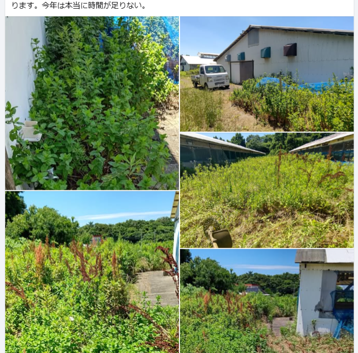 10年ほど前に作業倉庫の虫除けに試しに植えてみたアップルミントが１０ｍほど隣にある倉庫まで到達してた-2024-07-05