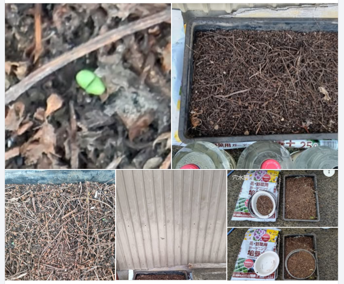 今朝、3つ発芽してた-2024-07-06