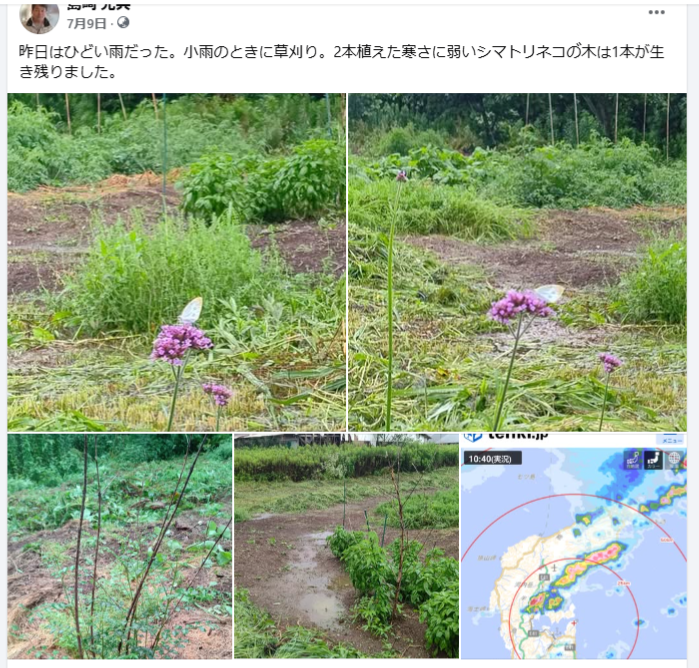 昨日はひどい雨だった-2024-07-09