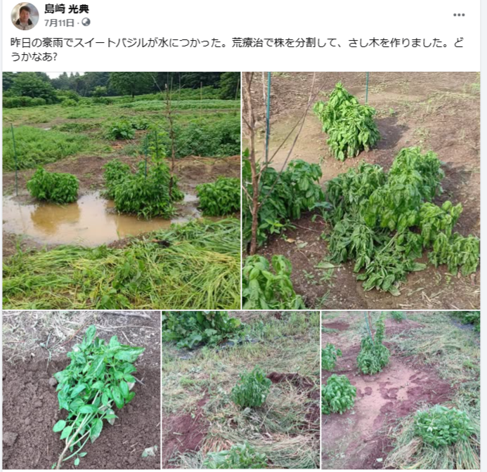 昨日の豪雨でスイートバジルが水につかった-2024-07-11
