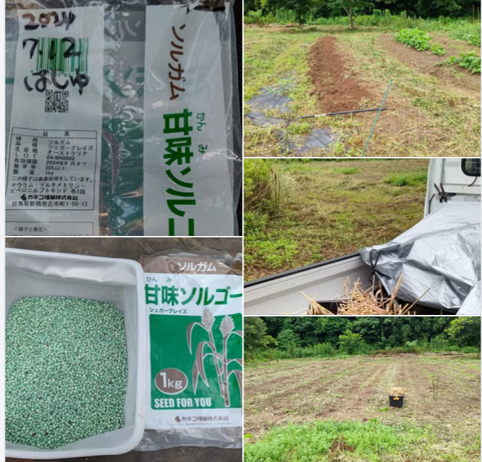 緑肥用のスイートソルゴーと去年自家採種したエンバクの種まきがやっと終わった-2024-07-12