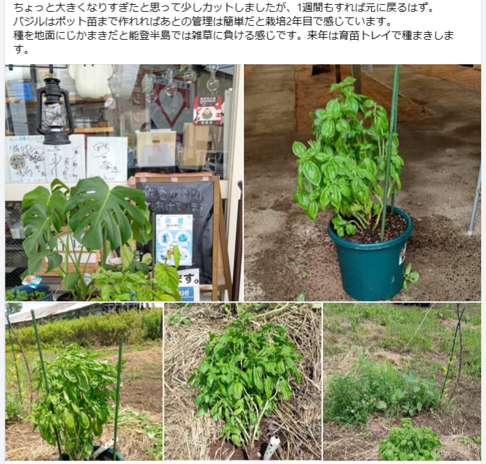 森本石油さんに届けた今年のスイートバジルです-2024-07-19