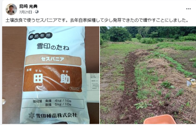土壌改良で使うセスバニアです-2024-07-21