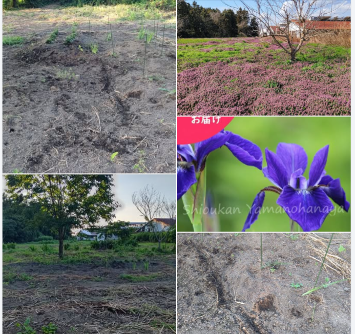 今年の２月に野アヤメの゙苗を注文してみた-2024-07-25