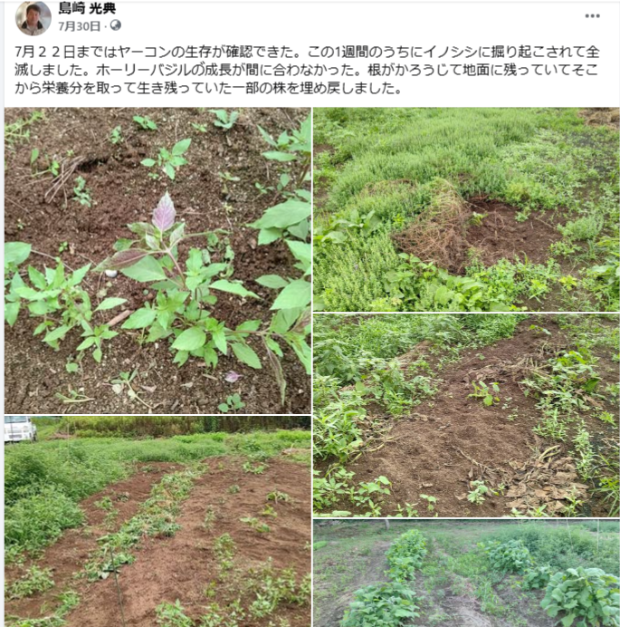 この1週間のうちにイノシシに掘り起こされて全滅しました-2024-07-30