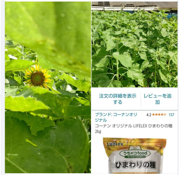 コーナンオリジナルのペット用のひまわりの種をまきました-2024-07-31