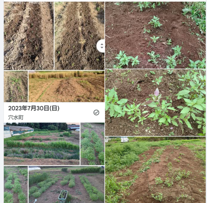 ホーリーバジルについてです。今年は２年目で昨年自家採種した種を使いました-2024-07-31