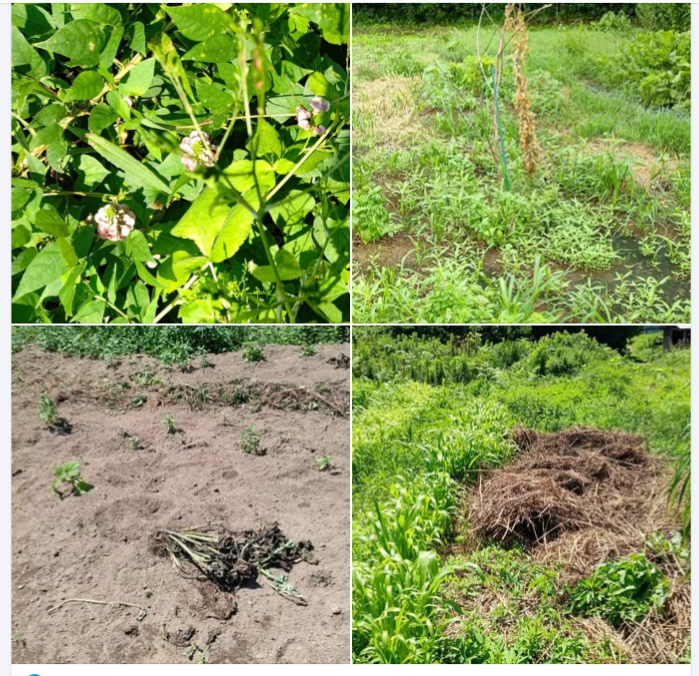 あいからわずイノシシが荒らしに来るけれど、バジルはスイートバジルもホーリーバジルも被害ゼロですね-2024-08-01