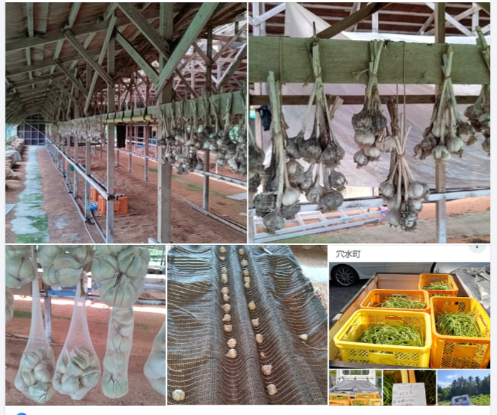 去年から、にんにくの試作1年目で今年は収穫と乾燥保存でコスパの良い方法の研究を゙してる-2024-08-06