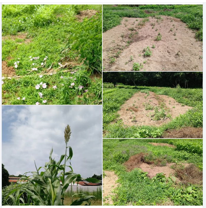 植え直したヤーコンは再び被害にあいました-2024-08-06