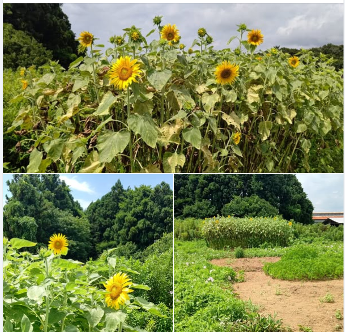 コーナンオリジナルのペット用のひまわりの種でも花はちゃんと咲きました-2024-08-06