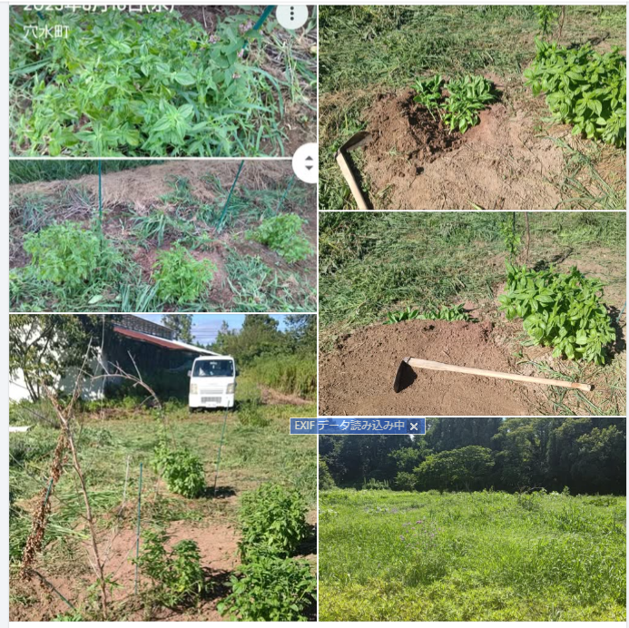 スイートバジルの゙露地栽培は今年で２年目です-2024-08-16