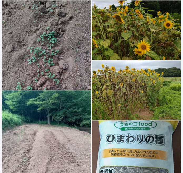 ソバは発芽できたけど、う〜ん、やっぱりちゃんと耕運して畝立て（うねたて）しないといけないね-2024-08-18