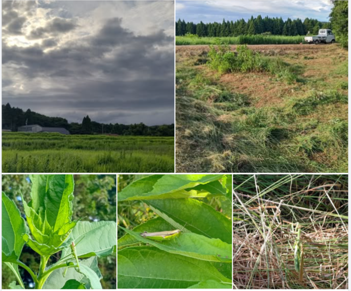 なんとか台風の雨雲が近づく前にキクイモ畑の収穫前の草刈りを終わらせた-2024-08-27