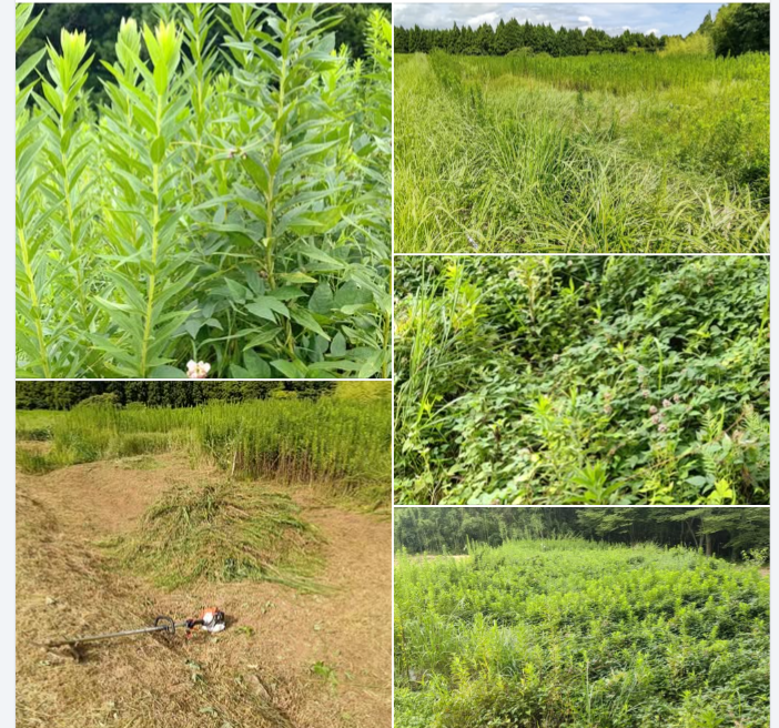 今ではすっかり野生化したアピオス-2024-08-30