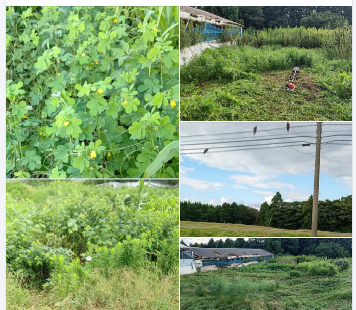 爽健美茶のCMの「ドクダミ、ハブ茶、プーアール」のハブ茶の花が満開です-2024-09-03