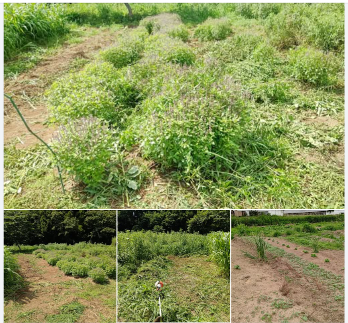 今年のヤーコンはイノシシに荒らされて全滅しました-2024-09-04