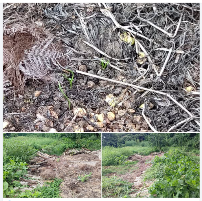 今年の6月に収穫したにんにくで傷んでいたものの一部が発芽してました-2024-09-04