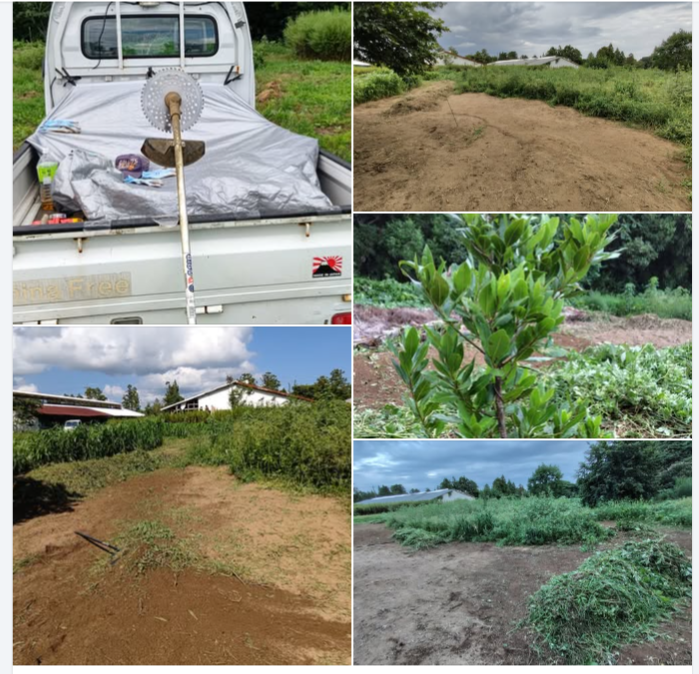 月桂樹(ローリエ)は無事でした-2024-09-06