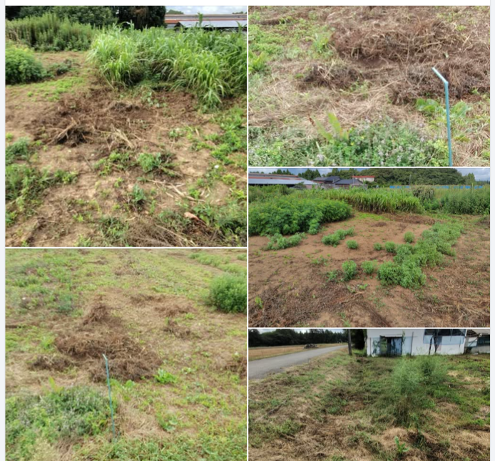 イノシシが絶賛開墾中なんだけど(汗)-2024-09-12