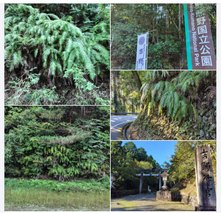 吉野神社付近から上に来ると、ところどころでウラジロの小さな群落を見つけることができます-2024-09-18