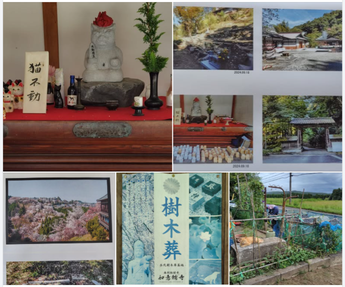 後醍醐天皇の菩提寺の如意輪寺には猫不動もあります-2024-09-20
