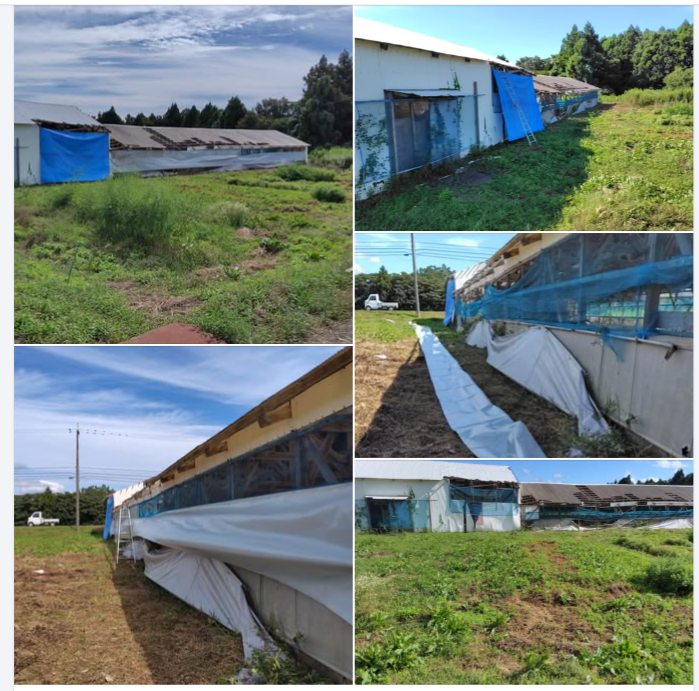 もう台風は来ないだろう。脚立に上って補修しました-2024-09-24