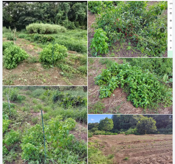 先日の豪雨災害の後の露地栽培のスイートバジルの様子です-2024-09-24