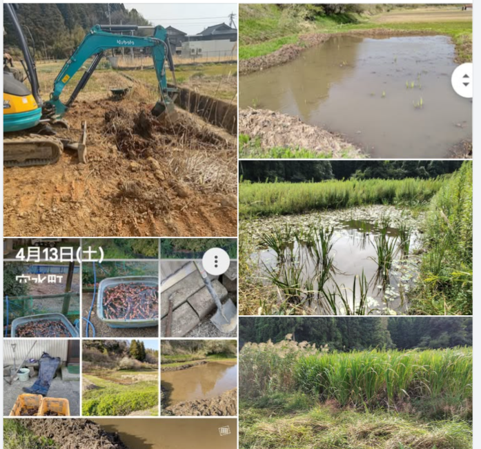 今年の4月に匂いしょうぶの株を避難させました-2024-09-25