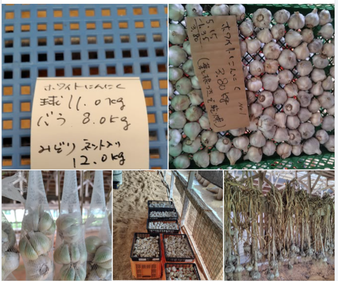 森本石油さんに届けるにんにくを選別してました-2024-10-02