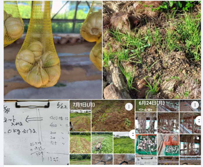 にんにくを初めて栽培してみていろいろと分かった-2024-10-03
