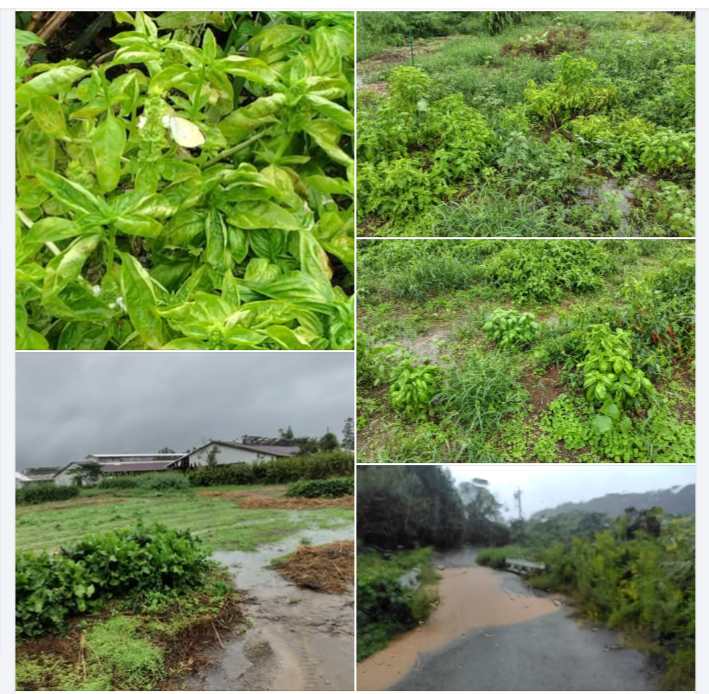 スイートバジルですが、冷たい雨で黄緑色の葉っぱが出てきました-2024-10-04