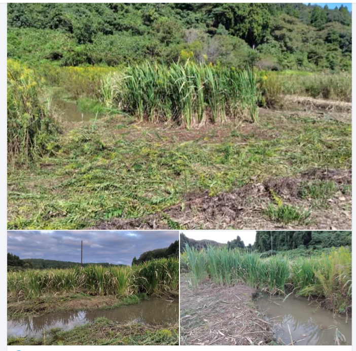 今現在のマコモダケ-2024-10-07