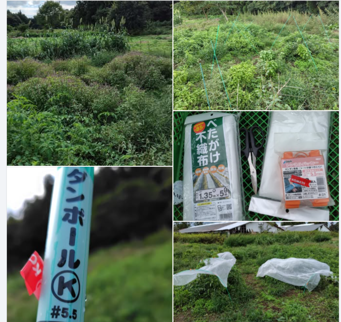 スイートバジルは寒さに弱いです-2024-10-09