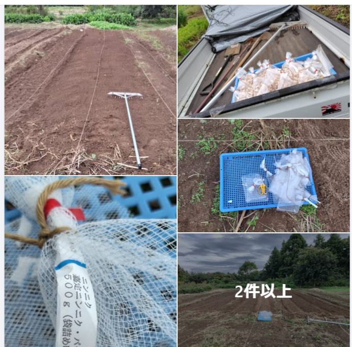 雨に降られたけど、なんとか今年購入したニンニク10kg(2000片くらい)の植えつけ終わらせた-2024-10-16