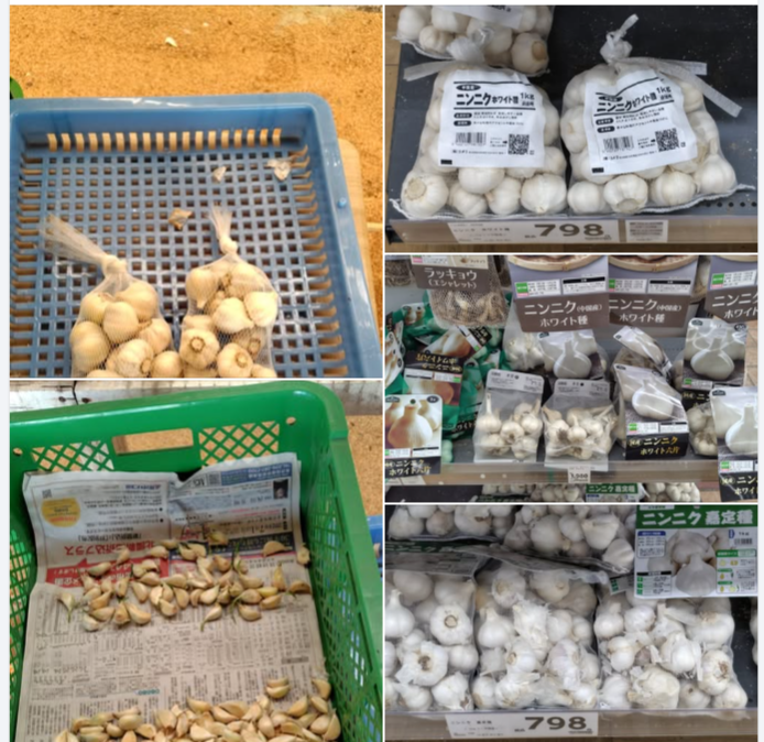 ニンニク栽培1年目は赤字でした-2024-10-17