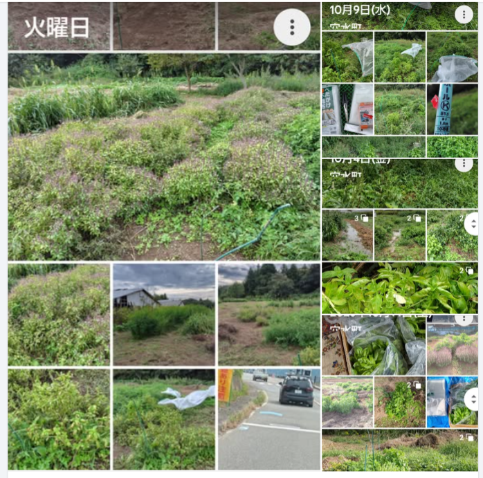 森本石油さんと話をして今年はスイートバジルの納品を止めることにしました-2024-10-18